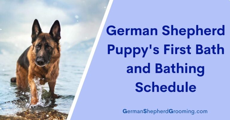 German Shepherd Puppy’s First Bath and Bathing Schedule