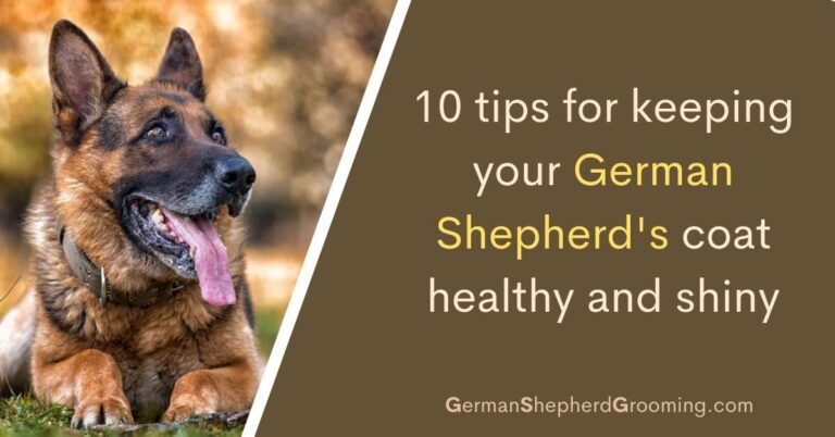 10 Tips for Keeping Your German Shepherd’s Coat Healthy and Shiny