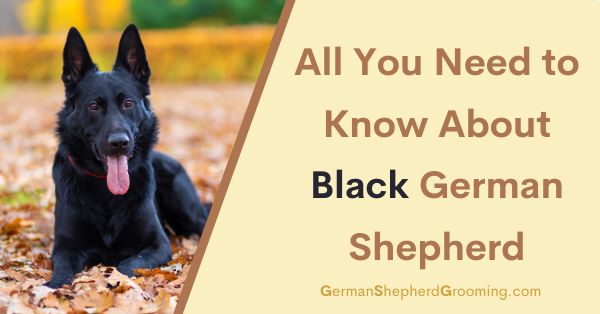 Black German Shepherd: All You Need to Know About