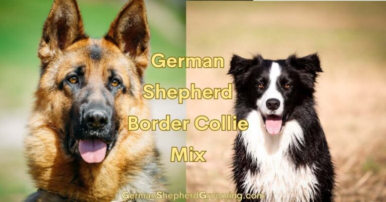 Border Collie German Shepherd Mix | Shollie Dog Breed
