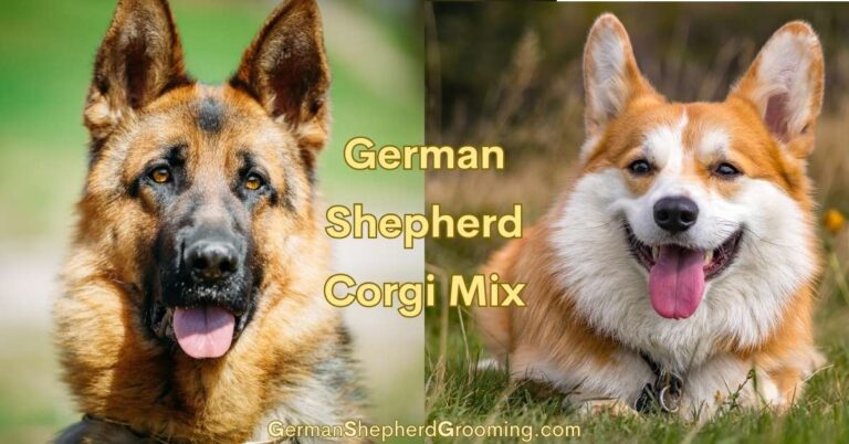 Corgi German Shepherd Mix Breed Guide