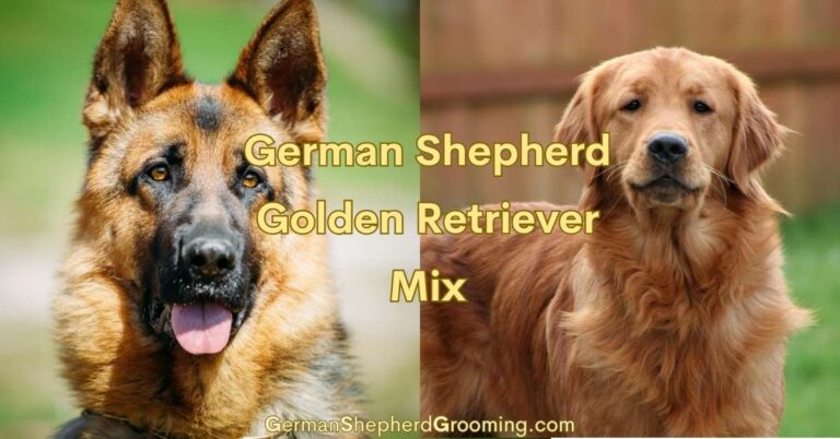 Golden Retriever German Shepherd Mix