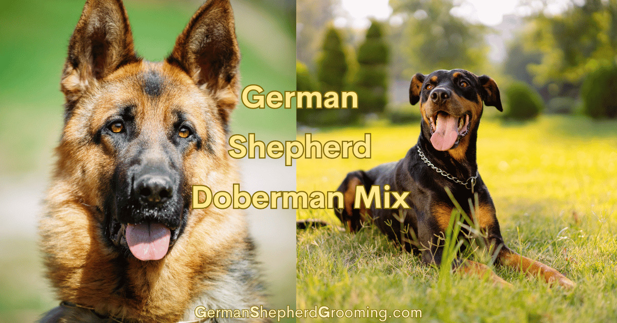 German Shepherd doberman mix