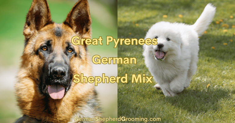 Great Pyrenees German Shepherd Mix Breed Info