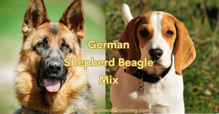 Beagle German Shepherd Mix