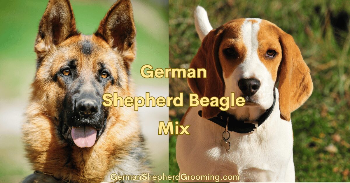 German Shepherd Beagle Mix