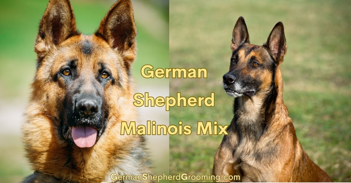 German Shepherd Malinois Mix