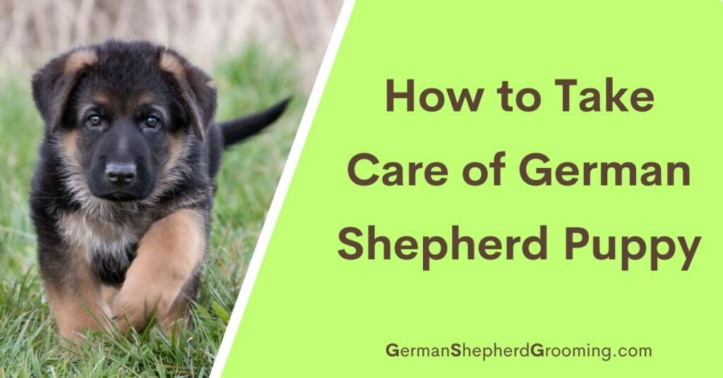 German Shepherd Puppy Care: Expert Tips For New Owners