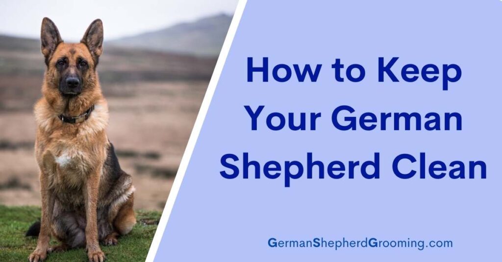 Keep German Shepherd Clean