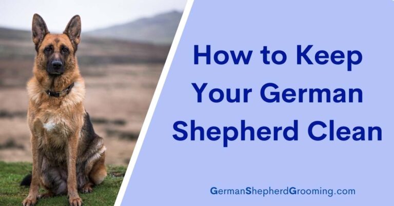How to Keep German Shepherd Clean