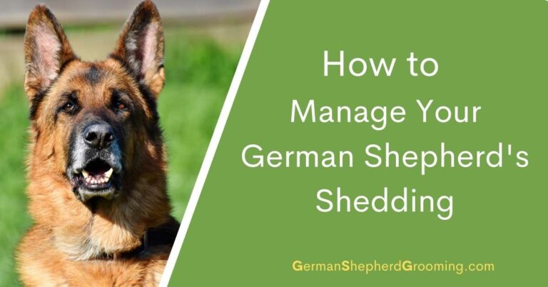 How to Manage Your German Shepherd’s Shedding
