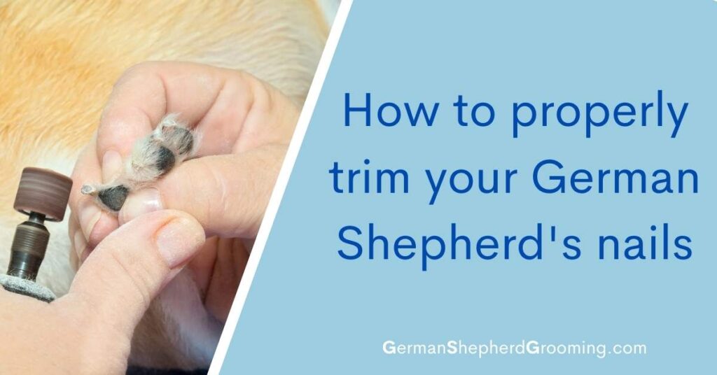 How to Properly Trim Your German Shepherd's Nails German Shepherd