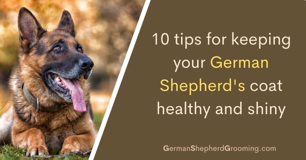 coat healthy and shiny German Shepherd