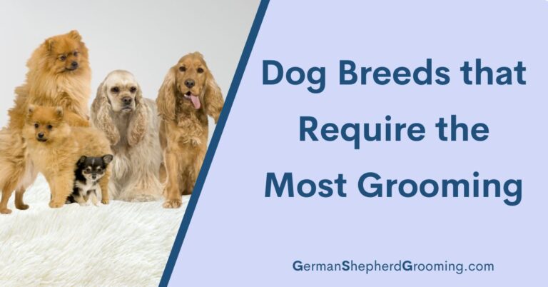 Dog Breeds that Require the Most Grooming: A Comprehensive Guide