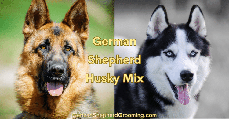 German Shepherd Husky Mix | Gerberian Shepsky Breed
