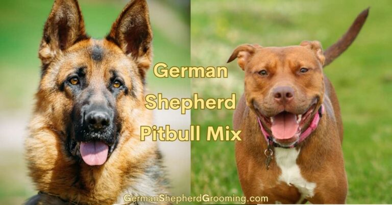Pitbull German Shepherd Mix Breed