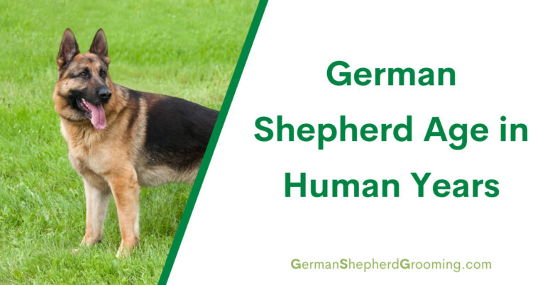 German Shepherd Age in Human Years