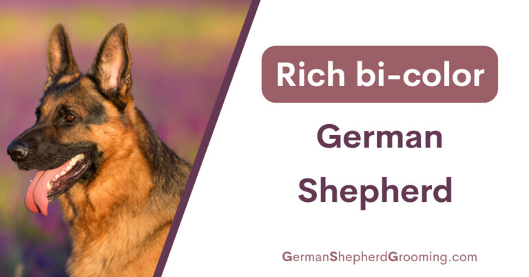 Rich bi-color German Shepherd
