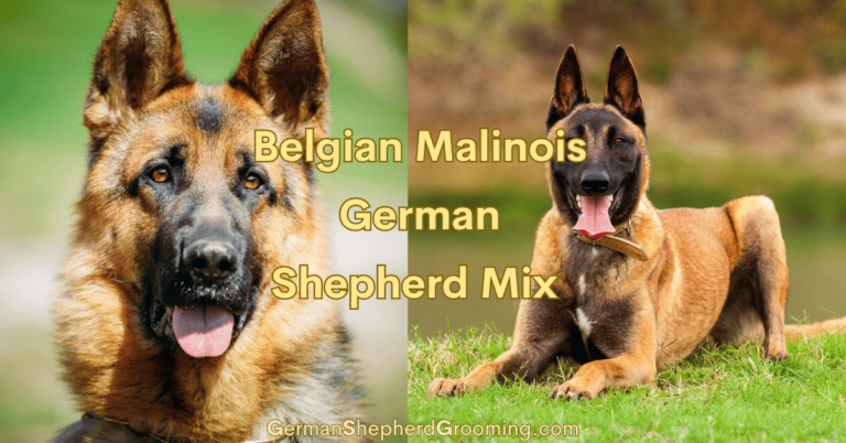 Belgian Malinois German Shepherd Mix Breed Info