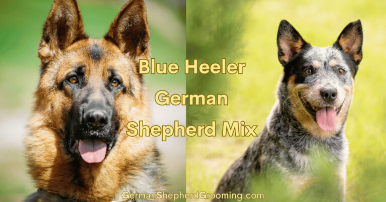 Blue Heeler German Shepherd Mix Breed Guide