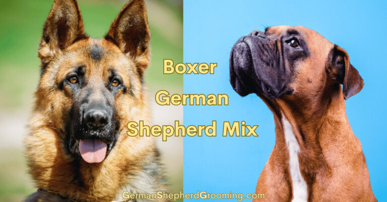 Boxer German Shepherd Mix Breed Info