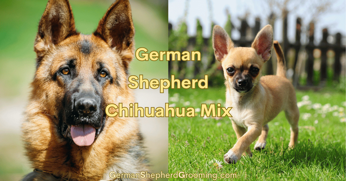 Chihuahua and German Shepherd Mix