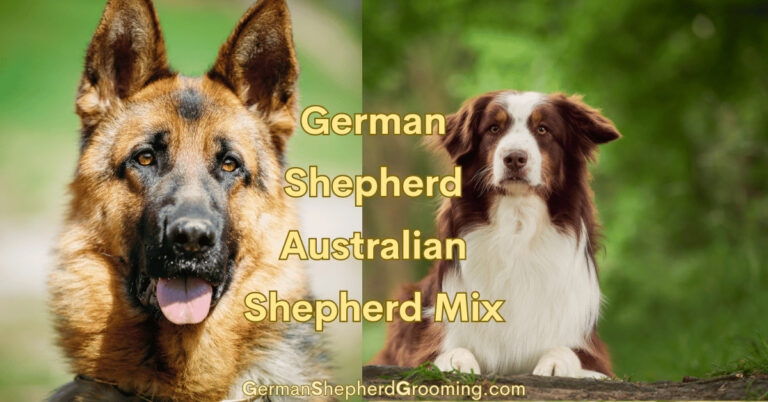 Australian Shepherd German Shepherd Mix Breed Info