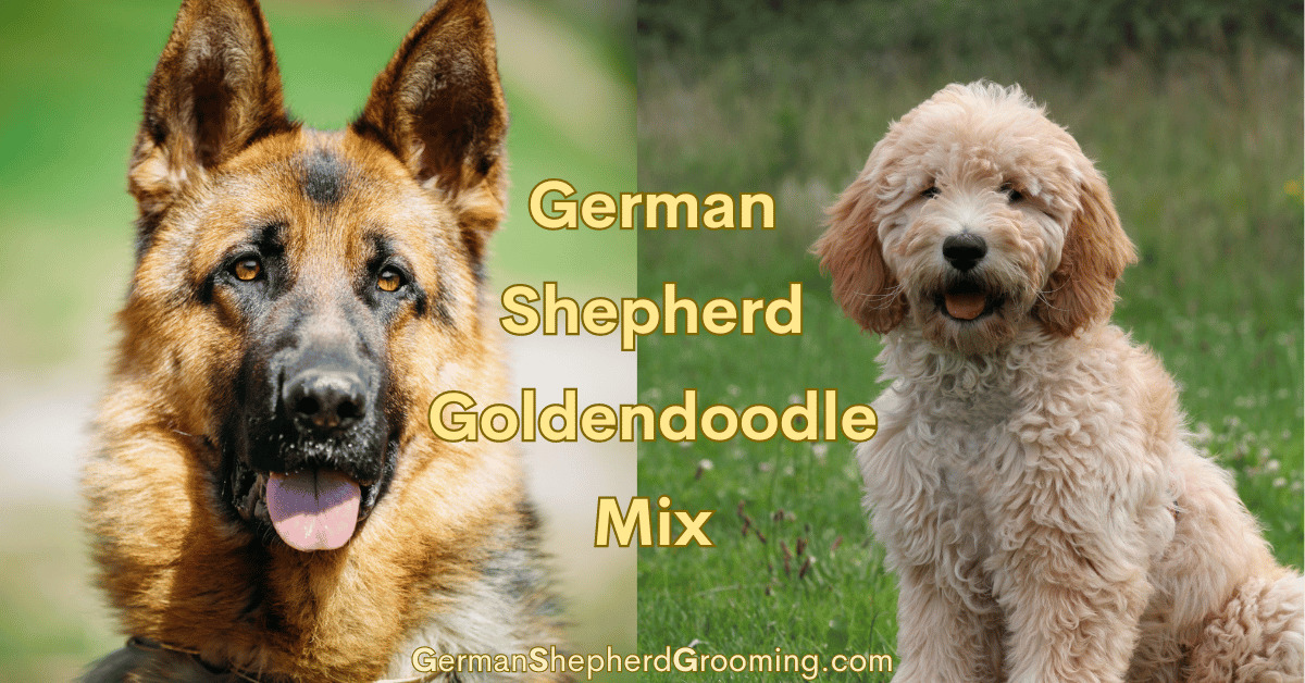 German Shepherd Goldendoodle Mix
