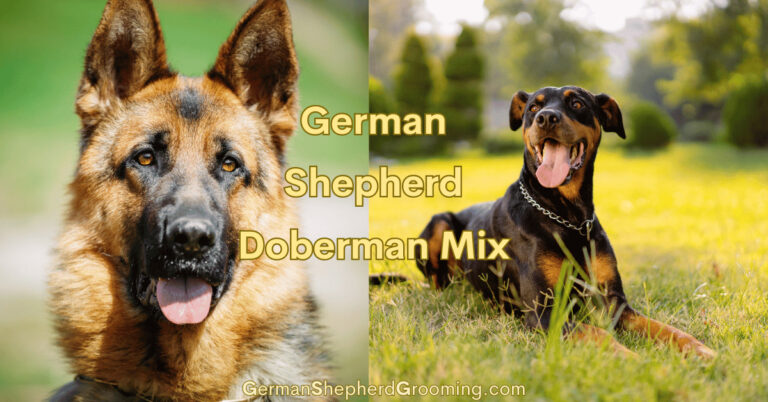 Doberman German Shepherd Mix Breed Info