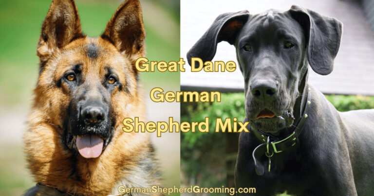 Great Dane German Shepherd Mix Breed Info