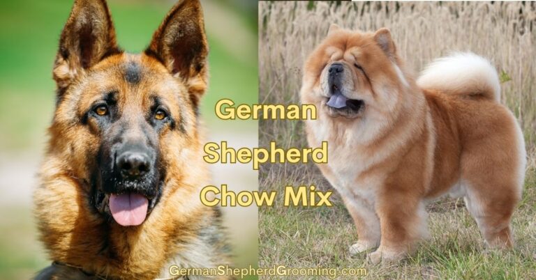 German Shepherd Chow Mix Breed Guide