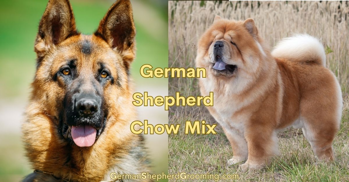 German Shepherd Chow Mix