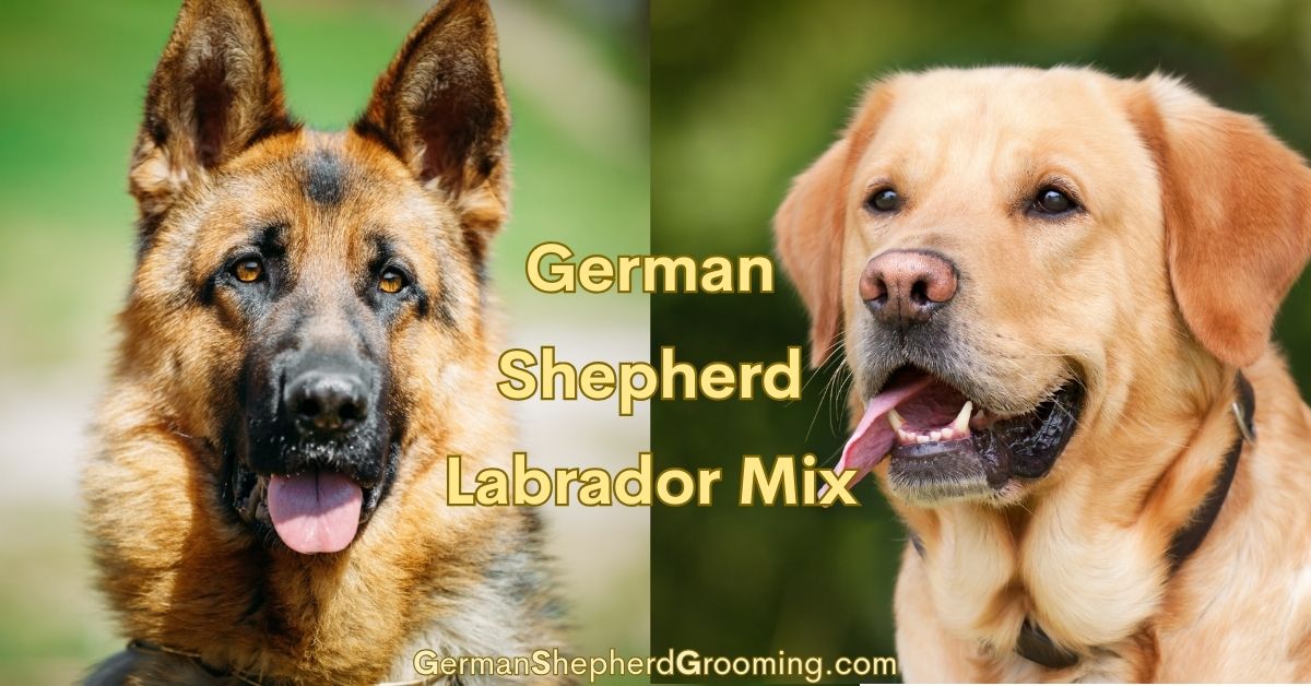 German Shepherd Labrador Mix