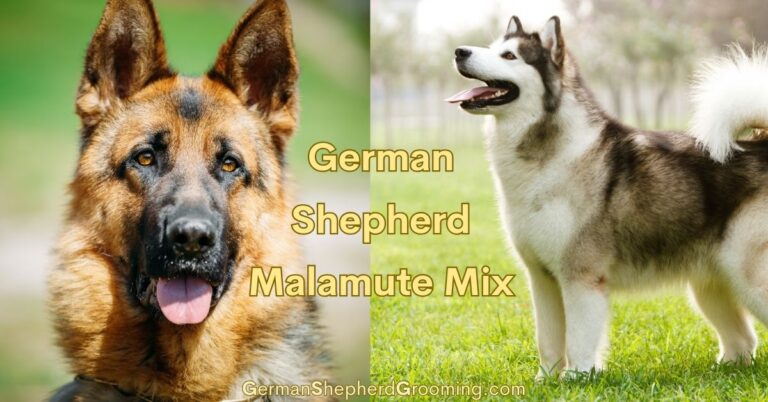 Malamute German Shepherd Mix Breed Info