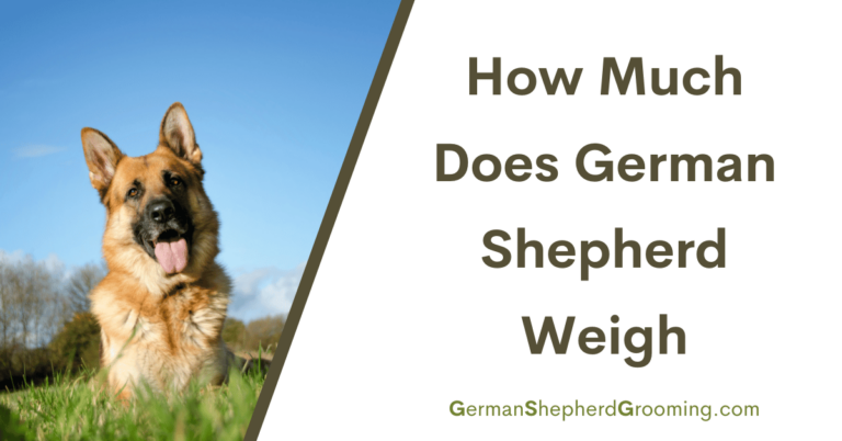 How Much Does a German Shepherd Weigh