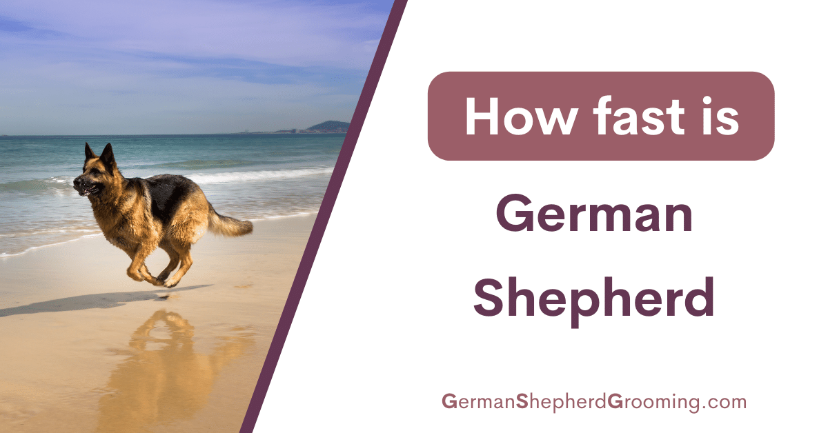 how fast can a german shepherd run