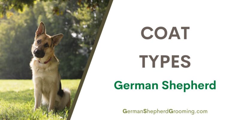 German Shepherd Coat Types